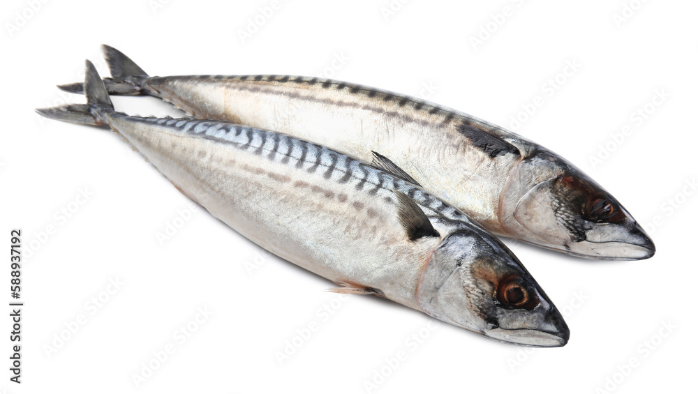 Two tasty raw mackerels isolated on white Two tasty raw mackerels isolated on white