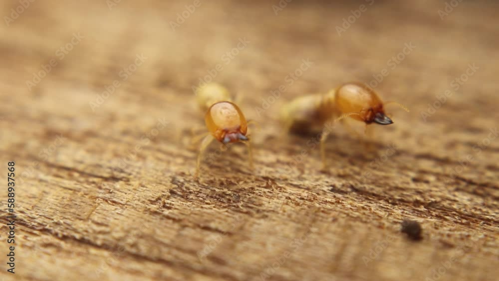 Termites are repairing their nest after it was damaged