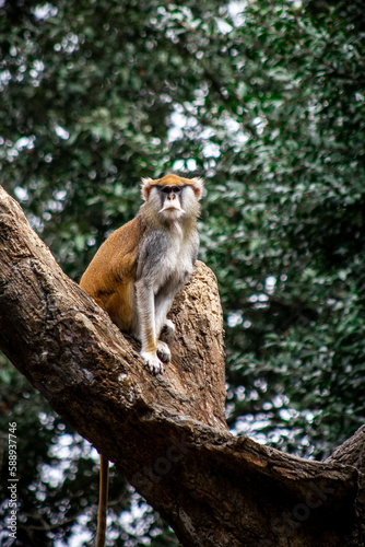 lemur on tree