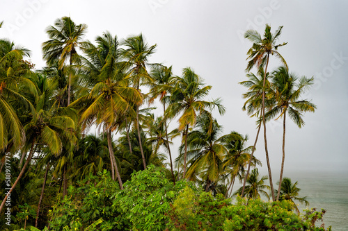 image of tropical summer palm tree. tropical summer palm tree. tropical summer palm plant.