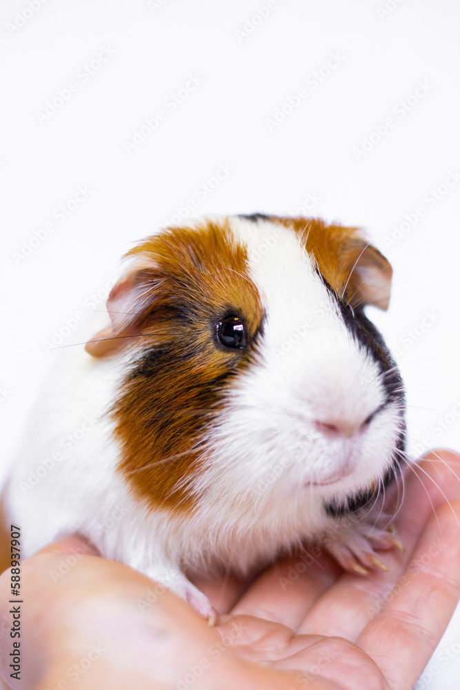 guinea pig portrait guinea pig portrait