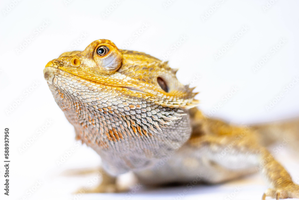 Obraz premium bearded dragon lizard