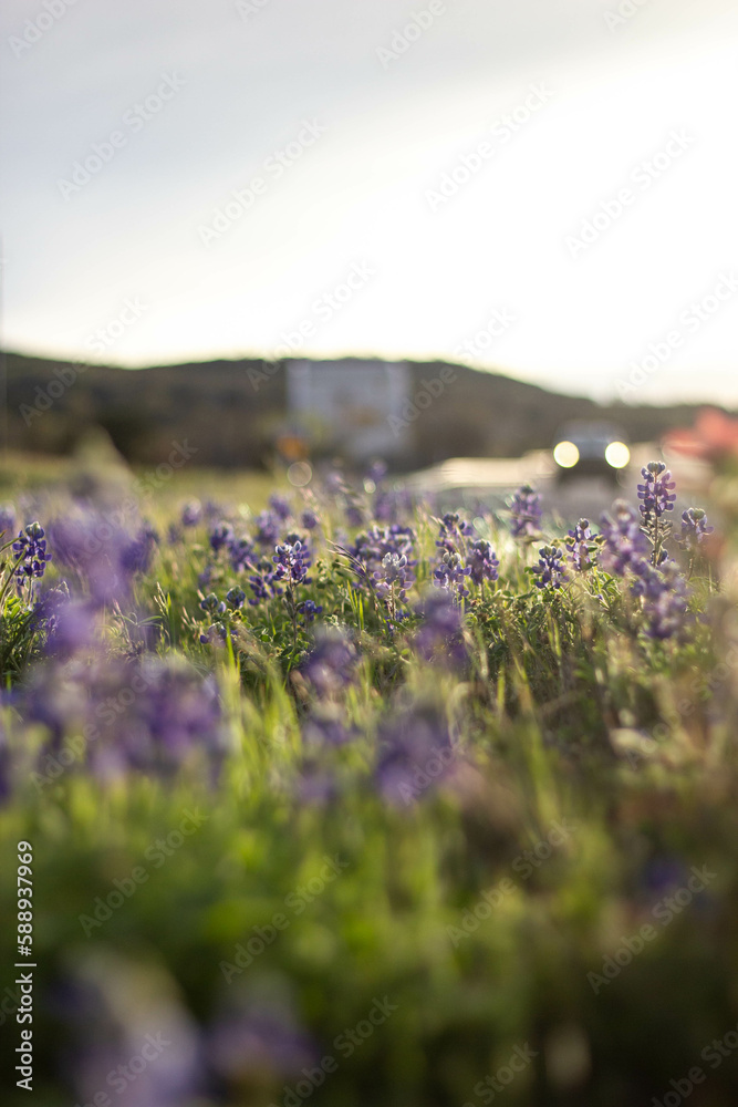 Obraz premium texas wildflowers sunset bluebonnet