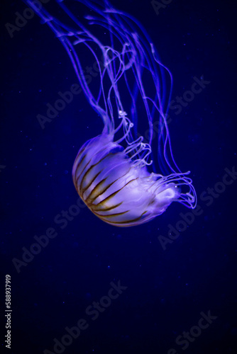 jellyfish in water