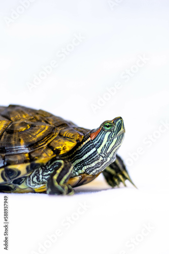 red eared slider turtle