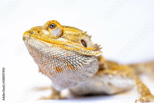 Fototapeta Naklejka Na Ścianę i Meble -  bearded dragon lizard