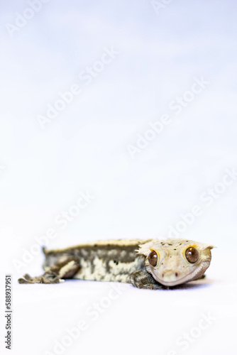 crested gecko portrait