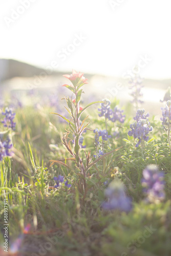 texas wildflowers sunset