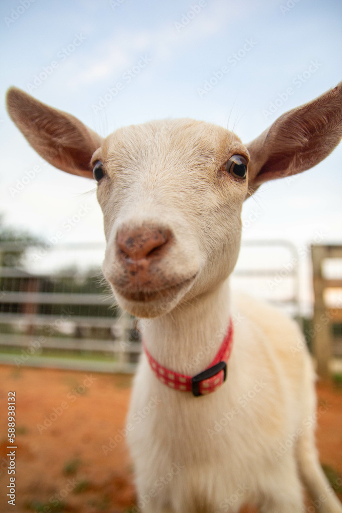 Obraz premium goat on farm