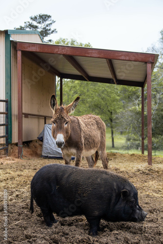 pig and donkey farm