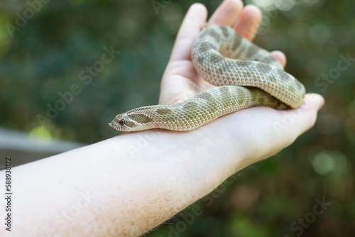 western hognose snake