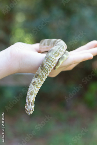 western hognose