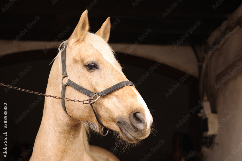 Fototapeta premium Adorable horse with bridles in stable. Lovely domesticated pet