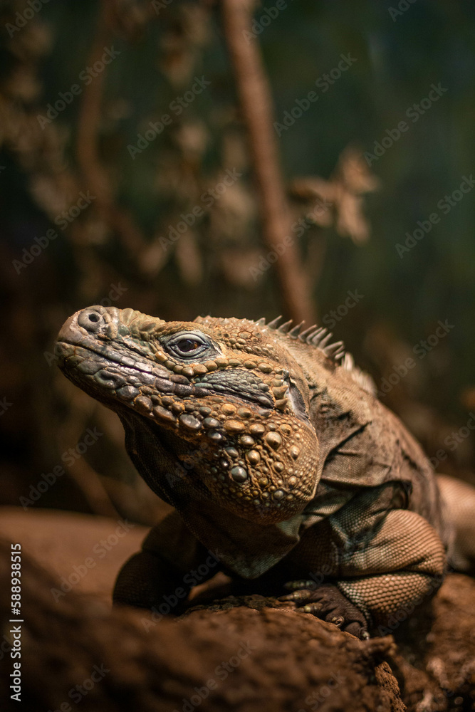Obraz premium iguana on tree