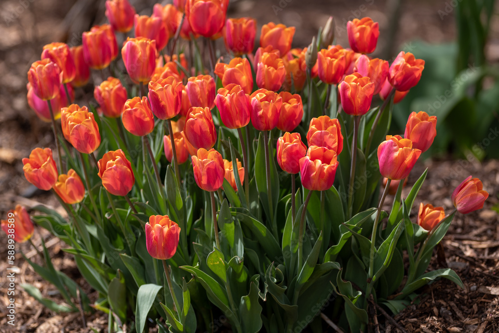 A large garden bed of orange, red, and yellow striped tulips with long vibrant green leaves and stems.  The light is shining through the Spring flowers.  The flower bed is covered in the mulch.