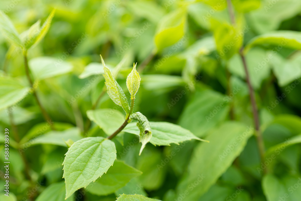 spring green color leaves in nature. spring green leaves of sprout. photo of spring green leaves spring green color leaves in nature. spring green leaves of sprout. photo of spring green leaves