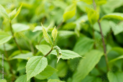 spring green color leaves in nature. spring green leaves of sprout. photo of spring green leaves