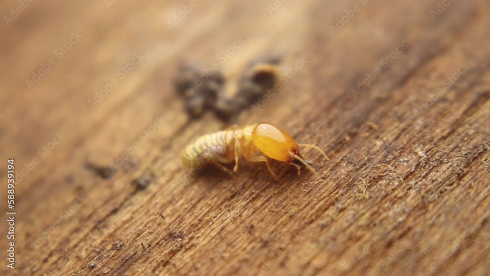 Termites are repairing their nest after it was damaged Termites are repairing their nest after it was damaged