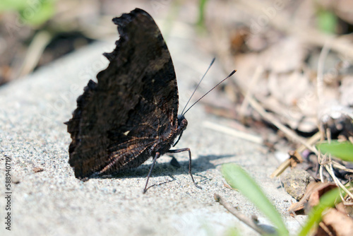 Принти на полотні Blue Admiral (Ruritateha) butterfly, enjoying spring sunshine on the stone in the field