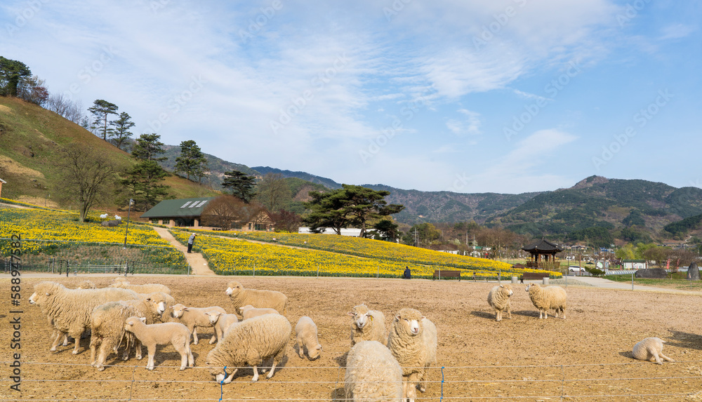 Fototapeta premium 노란 수선화가 핀 구례 지리산치즈랜드의 양떼목장