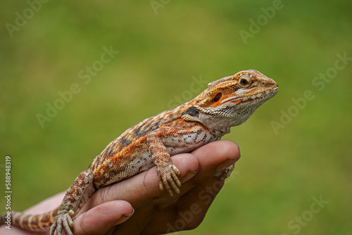 Bearded dragon (Pogona vitticeps) on a hand