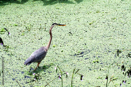 Grand héron dans un milieu humide de Floride.