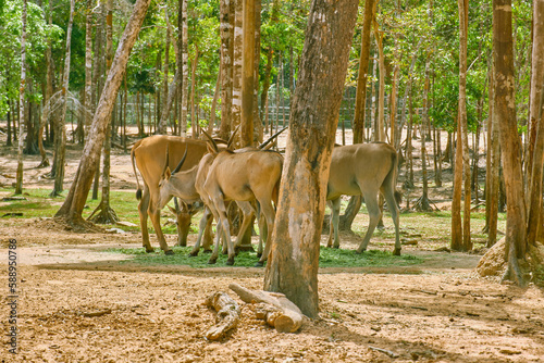 Fototapeta Naklejka Na Ścianę i Meble -  Antelope at Vinpearl Safari and Conservation Park on Phu Quoc , Vietnam.