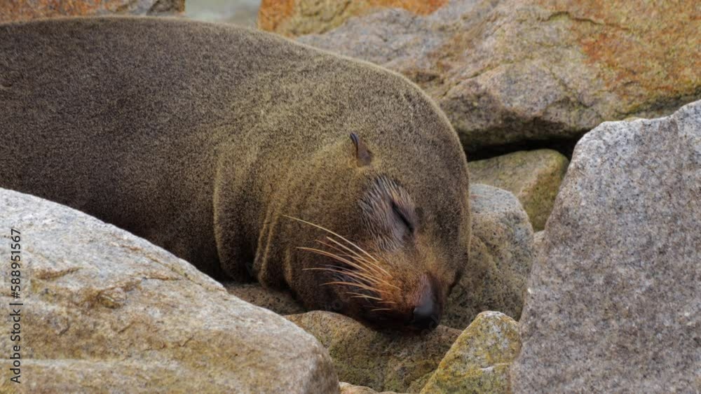 Seal sleeping on rocks coughs opens mouth. Narooma New South Wales Australia. Daytime Close Up. Seal sleeping on rocks coughs opens mouth. Narooma New South Wales Australia. Daytime Close Up.