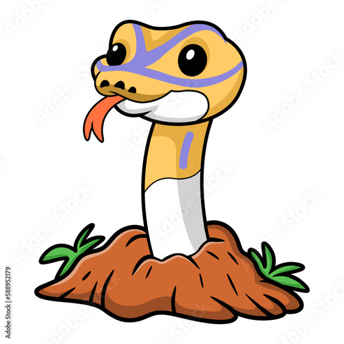 Cute banana pied ball python cartoon out from hole