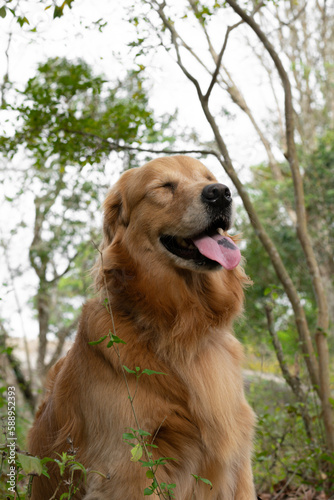 golden retriever dog