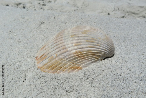 Beautiful beige seashell on Florida beach, clouse-up 