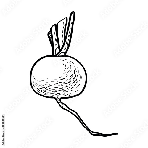 Whole radish on white background