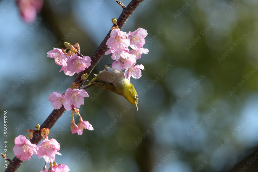 桜とメジロ 桜とメジロ