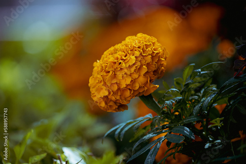 orange flowers in the garden photo