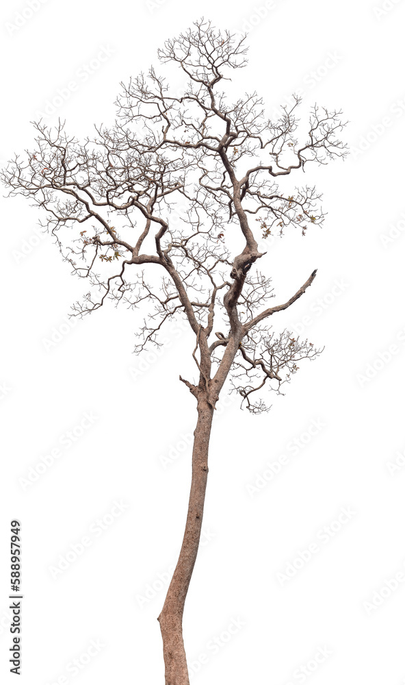 Dead tree isolated on white background Dead tree isolated on white background