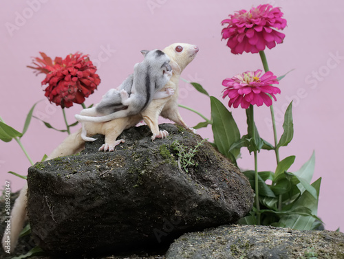 An albino sugar glider mother was looking for food in a flower garden while holding her two babies. This mammal has the scientific name Petaurus breviceps.
