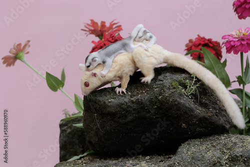 Fototapeta Naklejka Na Ścianę i Meble -  An albino sugar glider mother was looking for food in a flower garden while holding her two babies. This mammal has the scientific name Petaurus breviceps.