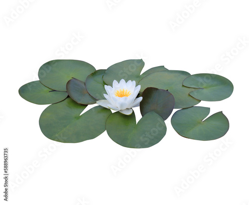Foto Lotus or Water lily or Nymphaea flower