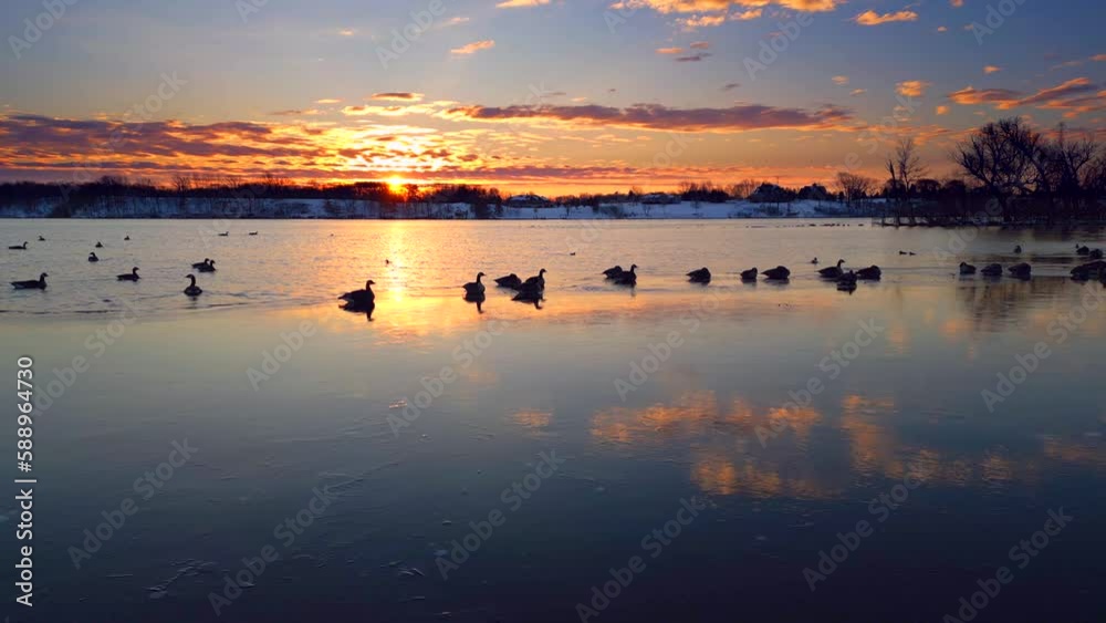 Geese sleep out on the melting Springtime thin ice, and awaken at sunrise. They choose this unlikely place to sleep, because the thin ice protects them from most predators. Geese sleep out on the melting Springtime thin ice, and awaken at sunrise. They choose this unlikely place to sleep, because the thin ice protects them from most predators.