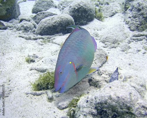 Stoplight Parrotfish on the reef