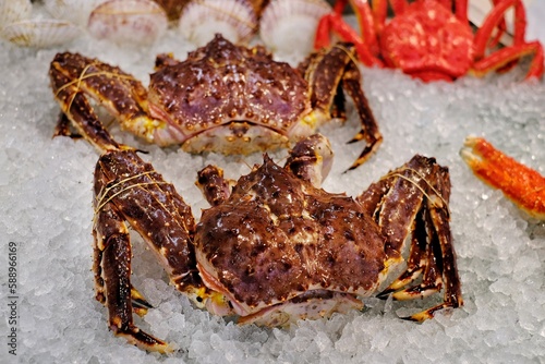 Two large blue king crab  also known as Hokkaido king crab packed in ice on a display at a supermarket in Japan.