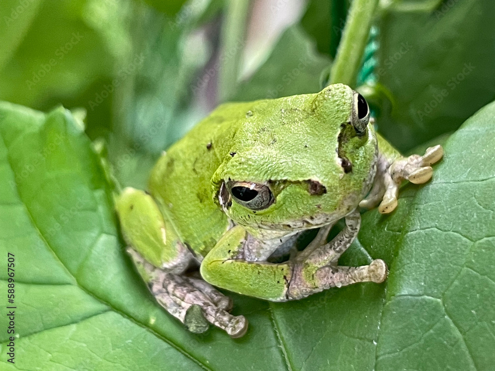Obraz premium 葉の上の蛙03