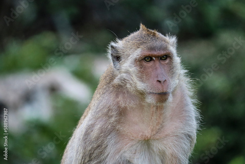 The face of an adult macaque. Monkeys in the wild. © ss404045
