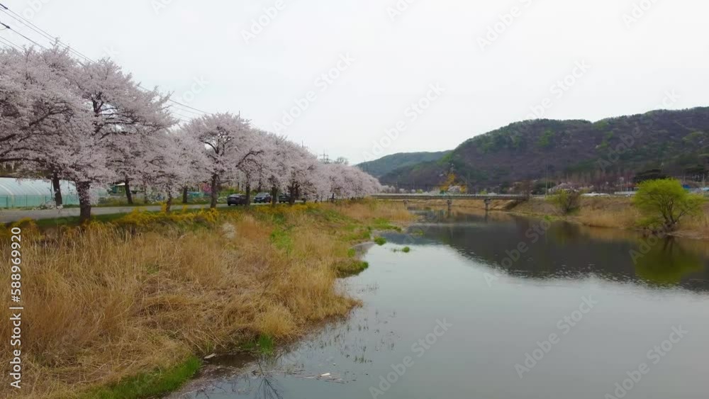 cherry blossoms blooming on the road by the river cherry blossoms blooming on the road by the river