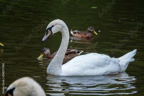 A graceful white swan swimming on a lake with dark water. The white swan is reflected in the water