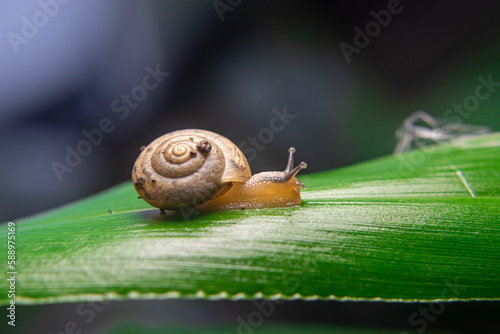 A snail is a shelled gastropod. The name is most often applied to land snails, terrestrial pulmonate gastropod molluscs. However, the common name snail is also used for most of the members of the moll photo