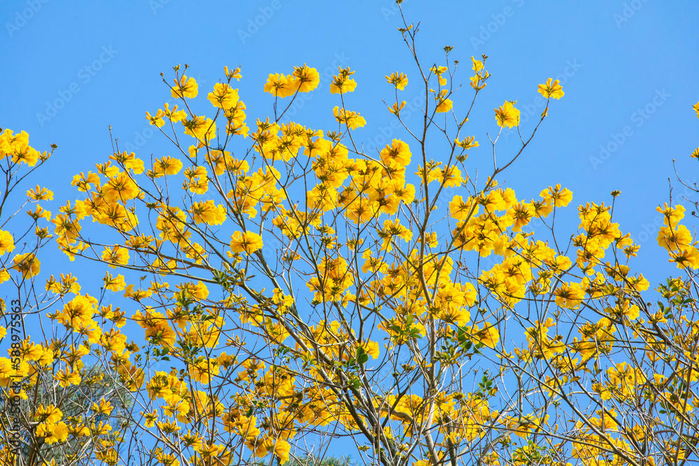 Taiwan, spring, flowering season, street trees, blooming, Suzuki chrysanthemum Taiwan, spring, flowering season, street trees, blooming, Suzuki chrysanthemum