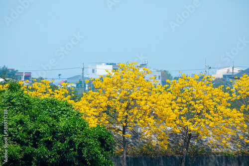 Taiwan, spring, flowering season, street trees, blooming, Suzuki chrysanthemum