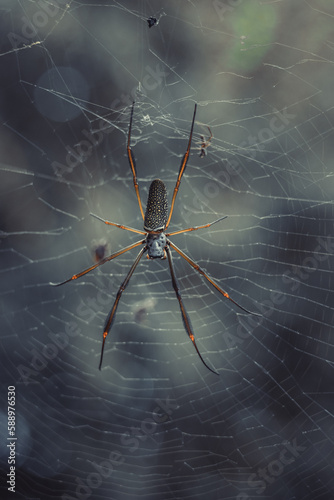 Brazilian spider