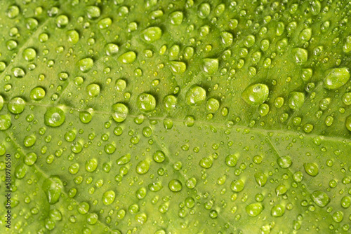 High angle close-up of dew drops on leaves